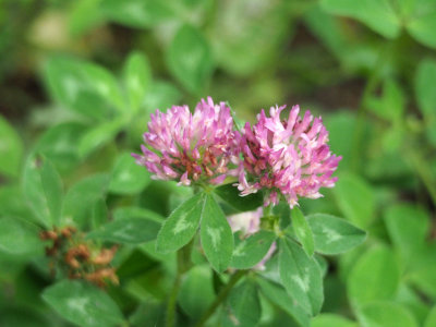 Red clover beside the trail