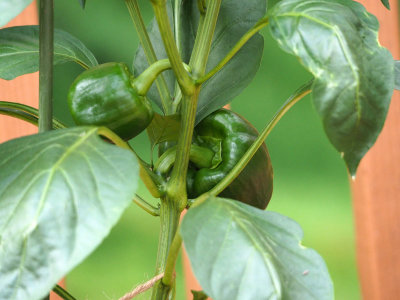 Growing bell peppers on the deck