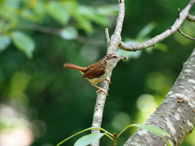 The wren carrying something to its nest