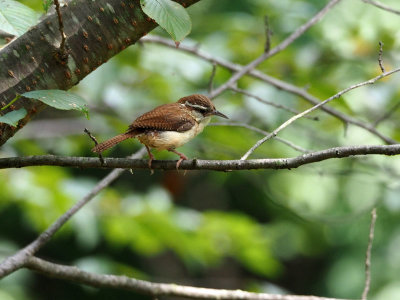 The wren in the backyard