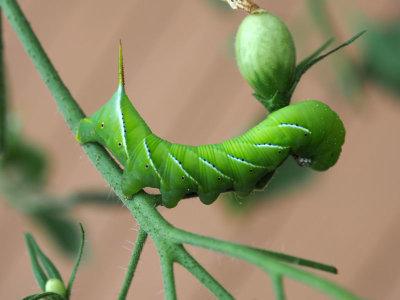 Green Caterpillar on the tomato plant