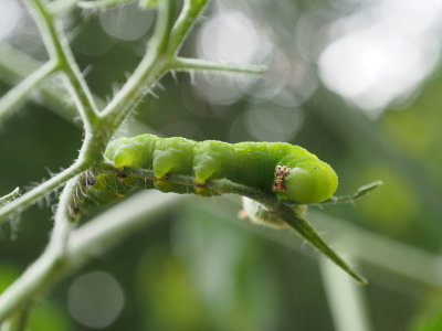 Green caterpillar on the tomato plant