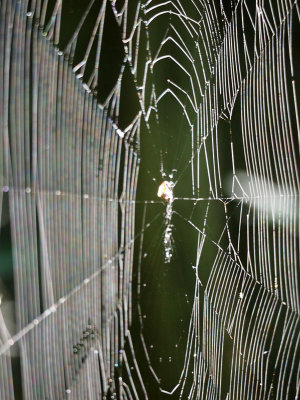 Cobweb in the early morning light