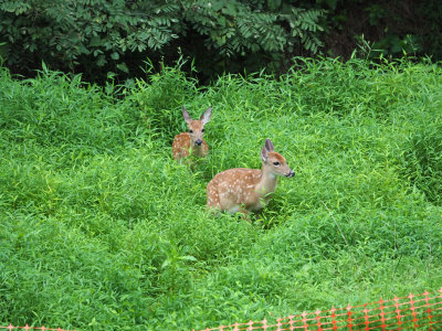 The young deer
