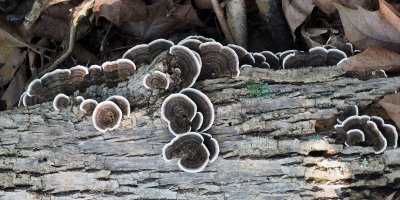 Mushrooms beside the trail