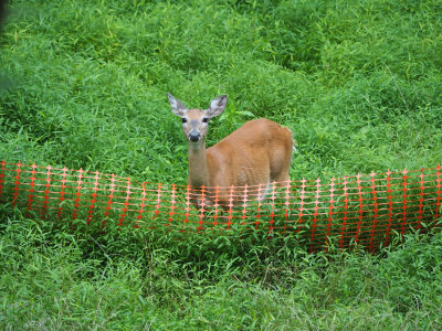 An easy jump for this deer