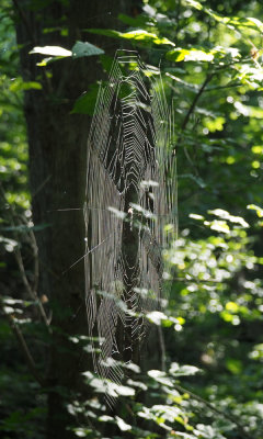 Cobweb in the early morning light