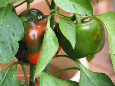 Bell peppers on the patio