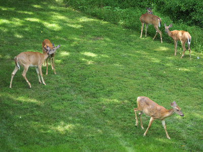 In our backyard