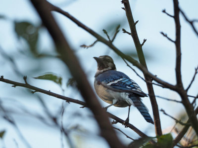 Bluejay on the cherry tree