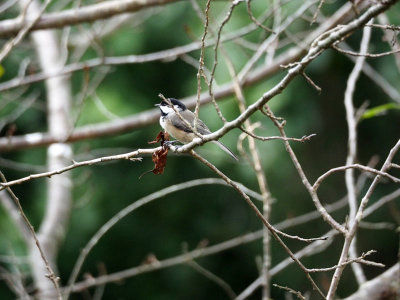 A chickadee on the cherry blossom tree in the backyard
