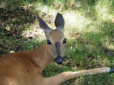 Deer under the plum tree in the backyard