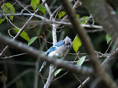 Bluejay on the cherry tree
