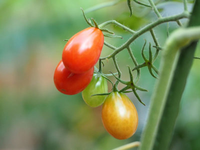 The grape tomatoes
