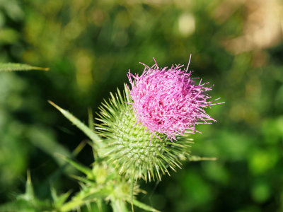 Thistle by the trail
