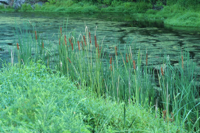 Cattail beside the canal