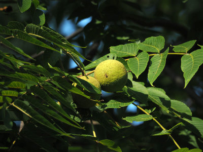 Fruits on tree above the trail