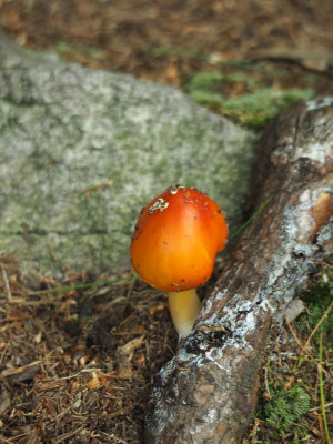In the woods