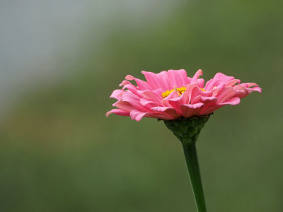 In the garden