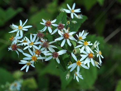 Asters by the trail
