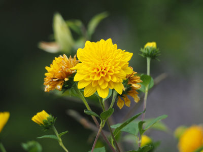 In the garden