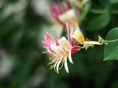 Honeysuckle in the garden
