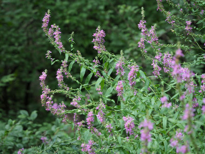 Wildflowers
