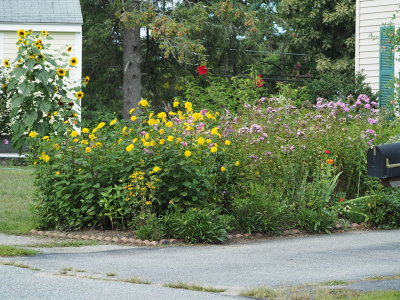 The garden