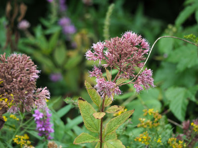 Joe-pie-weed beside the trail (Previously confused with Milkweed)