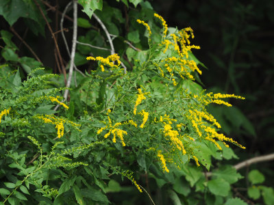 Goldenrods (I think!)