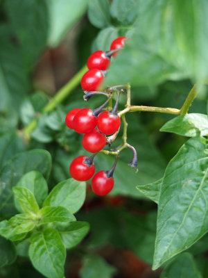 Unknown berries beside the trail