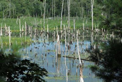 The wetland