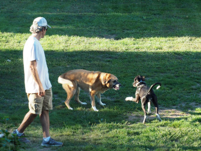 Dogs playing