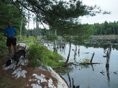 Wetland