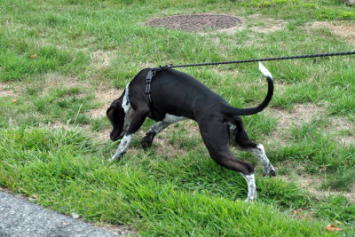 Pulling on her leash