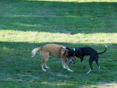 Dogs playing