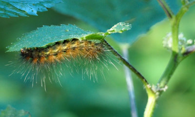 Caterpillar under a leaf