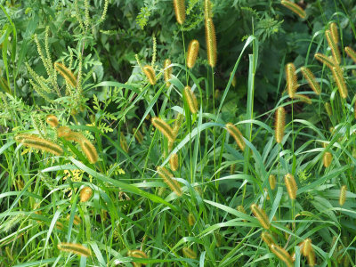 Wild grasses