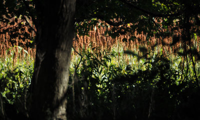 Field beyond the woods