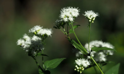 I thought it was Boneset, actually White Snakeroot (Thanks, Christine!)
