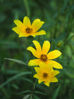 A kind of Sunflower