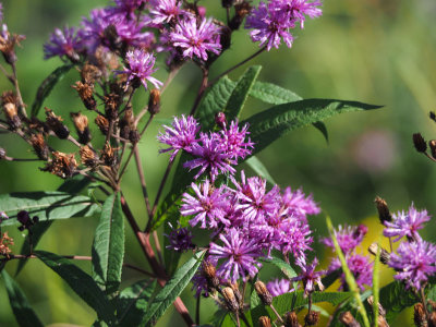 Ironweed