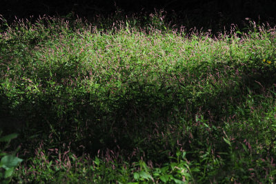 Lady's Thumb or Pennsylvania Smartweed