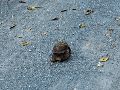 A strange sight in the middle of the trail