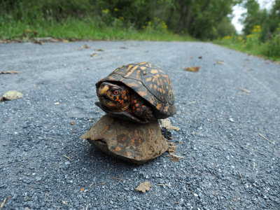 A strange sight in the middle of the trail