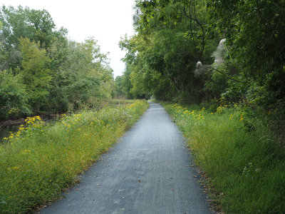 Trail lined with yellow flowers