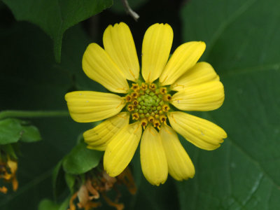 From the sunflower family