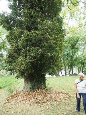 A creeper taking over the trunk of a tree