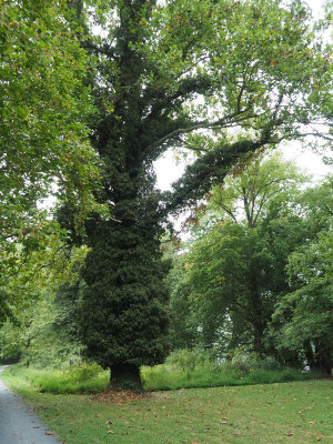 A creeper taking over the trunk and branches of a tree