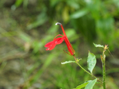 Could be the remains of a Cardinal Flower
